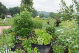 Growing the Best Herbs for Containers